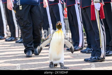 Eine Ehrengarde für Sir Nils Olav, den berühmtesten Königspinguin der Welt, während er bei einer prestigeträchtigen Preisverleihung im Zoo von Edinburgh befördert wird Stockfoto