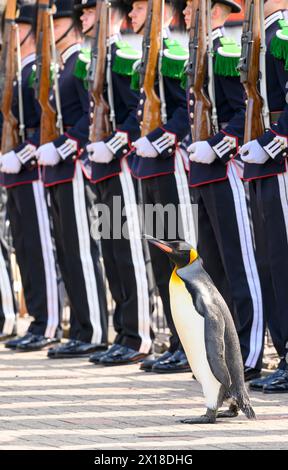 Eine Ehrengarde für Sir Nils Olav, den berühmtesten Königspinguin der Welt, während er bei einer prestigeträchtigen Preisverleihung im Zoo von Edinburgh befördert wird Stockfoto