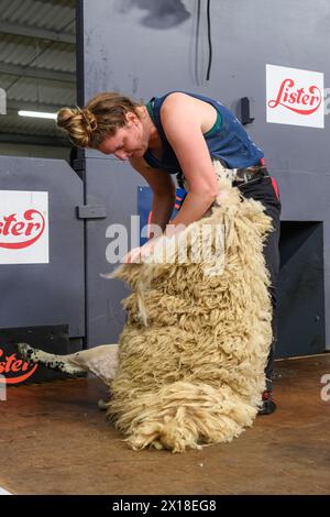 Die Royal Highland Show Schafscheren Stockfoto