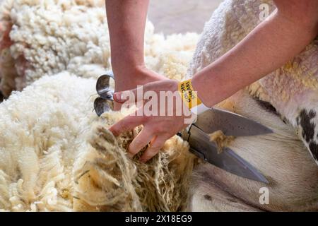 Die Royal Highland Show Schafscheren Stockfoto