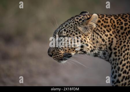 Professionelles Porträt des Seitenprofils eines afrikanischen Leoparden im sanften Abendlicht von Masai Mara, Kenia Stockfoto