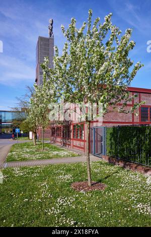 Blühende Apfelbäume (Malus) vor dem gewundenen Turm der Zeche Nordstern im Nordsternpark, Gelsenkirchen, Ruhrgebiet, unabhängige Stadt Stockfoto