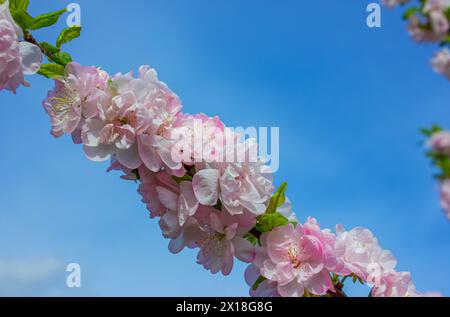 Blühender rosafarbener Sakura-Zweig in den Sonnenstrahlen gegen blauen Himmel mit Kopierraum. Stockfoto