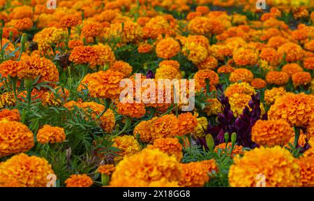 Blühende, leuchtende orange französische Ringelblume (Tagetes patula) im Garten. Farbenfroher Blumenhintergrund. Ringelblumen, Gemischte Farbe. Stockfoto