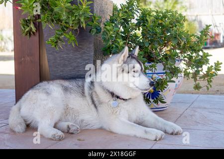 Sibirischer Husky, der sich an einer Topfpflanze in einem Garten legt und zur Seite blickt, stellt ein entspanntes Haustier in einer häuslichen Umgebung dar. Hochwertige Fotos Stockfoto