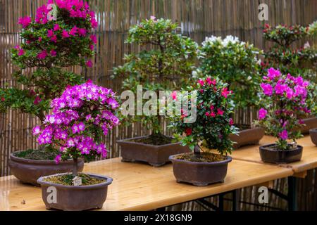 Erstaunliche Bonsaibäume mit blühenden Rhododendronbonsau-Bäumen im japanischen Garten in Posdam in Brandenburg: Rosa, lila, rot und weiß blühen! Stockfoto