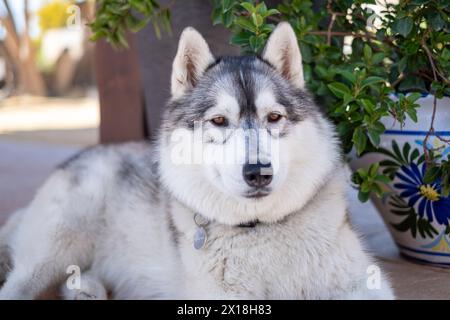 Sibirischer Husky mit dickem Fell, stechenden Augen, im Freien ruhender Pflanze und Keramiktopf im Hintergrund, vermittelt Gesellschaft. Hochwertige Fotos Stockfoto