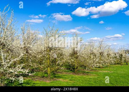 Obstbauernhof bei Bottrop-Kirchhellen, Apfelbäume in Blüte, NRW, Deutschland Stockfoto