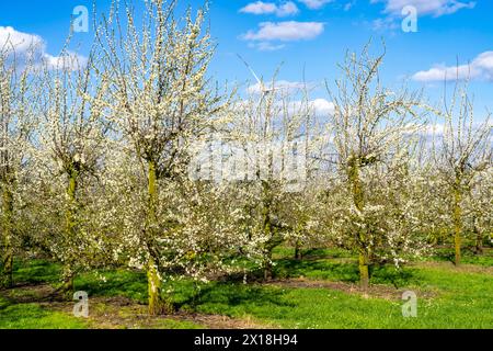 Obstbauernhof bei Bottrop-Kirchhellen, Apfelbäume in Blüte, NRW, Deutschland Stockfoto