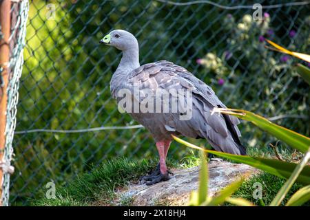 Kräftige Gänse mit einem großen, blassrosa Schnabel und braunem Körper grasen auf den Küstenweiden auf Inseln vor Südaustralien. Stockfoto