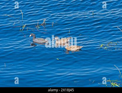 Ein Coot und zwei Blue Winged Teals schwimmen zusammen im Brazos Bend State Park in Texas Stockfoto