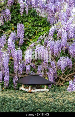 Vogelhaus und blühende Glyzinien im Frühlingsgarten Stockfoto