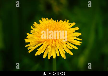 Taraxacum officinale Detailansicht eines gelben Löwenzahnblumenkopfes vor einem verschwommenen grünen Hintergrund Stockfoto