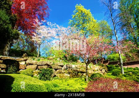 Idyllischer Blick auf Kirschblüten und einige rote Hintergründe (von roten Blättern einiger Bäume) im japanischen Garten in Kaiserslautern. In rückw Stockfoto