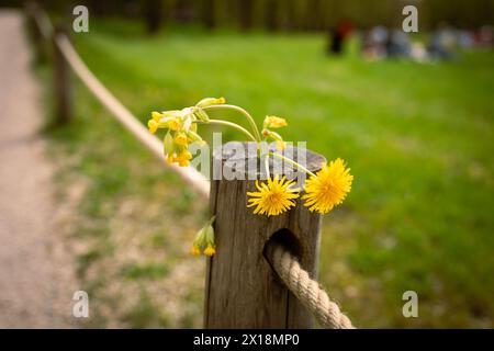 Löwenzahnblüten wachsen im Wald Stockfoto
