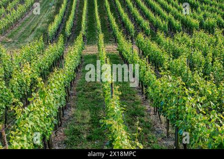 Erkunden Sie die Schönheit der Weinberge am Bodensee: Natur, Kultur und Entspannung an der malerischen Küste, Deutschland, Bodensee Stockfoto