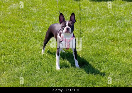 Der Boston Terrier ist eine Hunderasse aus den USA Stockfoto