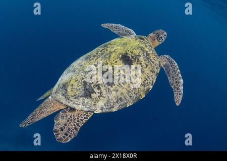 Eine Karettschildkröte, Eretmochelys imbricata, schwimmt durch die Gewässer von Raja Ampat, Indonesien. Diese Reptilienart gilt als gefährdet. Stockfoto