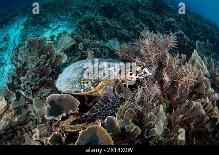 Eine Karettschildkröte, Eretmochelys imbricata, liegt auf einem Korallenriff in Raja Ampat, Indonesien. Diese Reptilienart gilt als gefährdet. Stockfoto