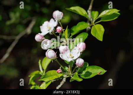 Rosafarbener und weißer Apfelbaum (Malus domestica) blühen im Frühjahr in einem Garten in Surrey, Südosten Englands, aus nächster Nähe Stockfoto