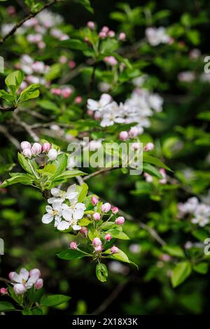 Rosafarbener und weißer Apfelbaum (Malus domestica) blühen im Frühjahr in einem Garten in Surrey, Südosten Englands, aus nächster Nähe Stockfoto