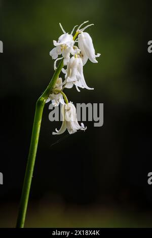 Englische Whitebell, eine Form von Bluebell (Hyacinthoides non-scripta), die im frühen Frühjahr in Surrey, Südostengland, blüht Stockfoto
