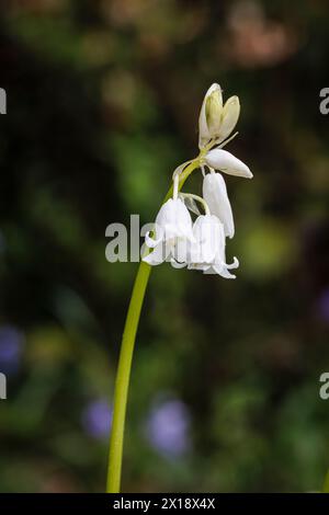 Englische Whitebell, eine Form von Bluebell (Hyacinthoides non-scripta), die im frühen Frühjahr in Surrey, Südostengland, blüht Stockfoto