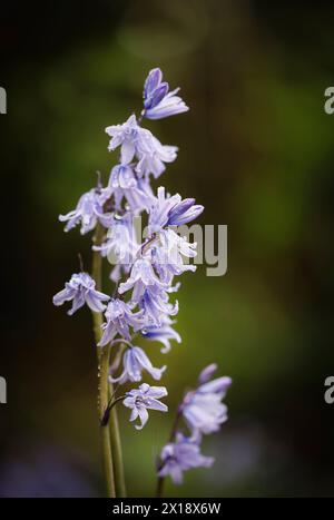 Feuchte blassblaue englische Glockenblumen (Hyacinthoides non-scripta) blühen im Frühjahr in Surrey, Südosten Englands Stockfoto