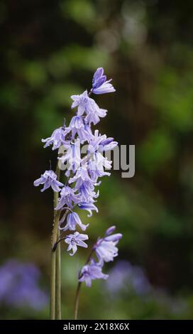 Feuchte blaue englische Blauglocken (Hyacinthoides non-scripta) blühen im Frühjahr in Surrey, Südosten Englands Stockfoto