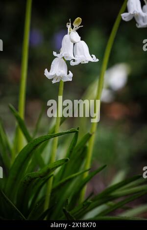 Close-up Wet English Whitebell, eine Form von Blauteller (Hyacinthoides non-scripta), die im frühen Frühjahr in Surrey, Südostengland, blüht Stockfoto