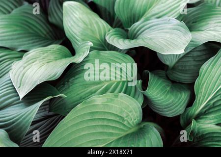 Grüne Blätter der Hosta-Pflanze, natürlicher Hintergrund. Stockfoto