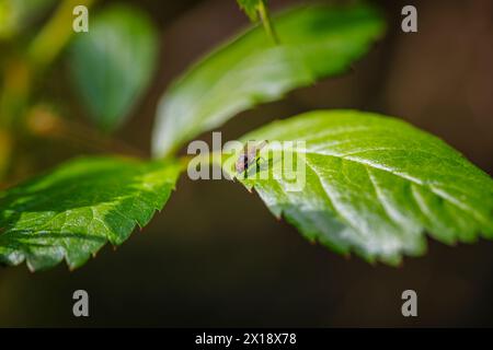 Nahaufnahme einer kleinen Fliege (Fannia canicularis oder Fannia Lustrator) mit braunen Augen auf einem grünen Blatt in Surrey, Südosten Englands Stockfoto