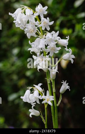 Wet English White ebell, eine Form von Bluebell (Hyacinthoides non-scripta), die im frühen Frühjahr in Surrey, Südosten Englands, blüht Stockfoto