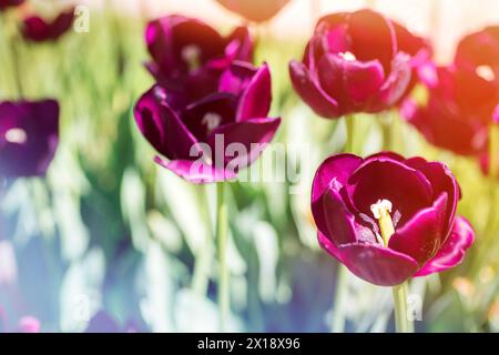 Burgunderfarbene Tulpen im Sonnenlicht. Federkonzept. Selektiver Fokus. Stockfoto