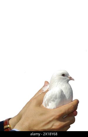 Taubenvögel isoliert auf weißem Hintergrund Stockfoto