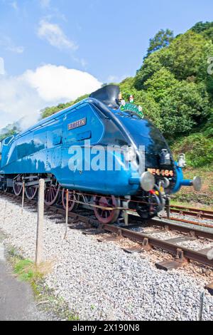 UK, England, Devon, LNER A4 Pacific 'Bittern', der mit dem Torbay Express auf der Dartmouth Steam Railway nach Kingswear fährt Stockfoto