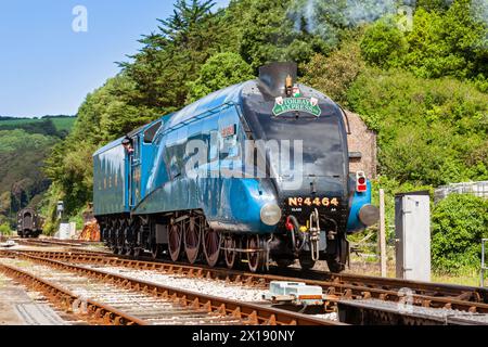 UK, England, Devon, LNER A4 Pacific 'Bittern' zu Besuch bei Kingswear Station an der Dartmouth Steam Railway Stockfoto