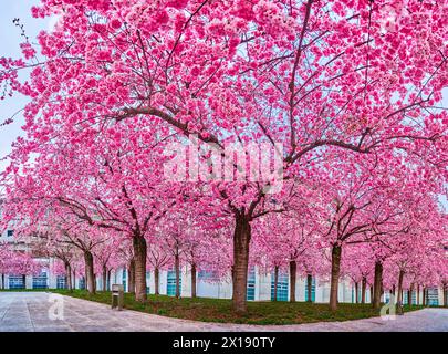 Die blühenden rosafarbenen Sakura-Bäume, schöner Frühling in Lugano, Schweiz Stockfoto