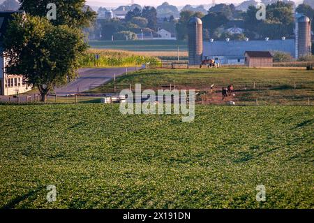 Das erste Licht taucht ein Pferdekoppel neben einem lebhaften Sojabohnenfeld auf und fängt einen ruhigen Moment auf einer Farm mit weidenden Tieren ein, perfekt für Themen ländlicher Lebensweise und Tierhaltung. Stockfoto