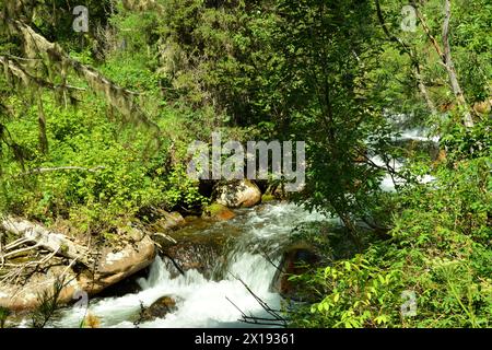 Ein rauschender Bach fließt wie ein kaskadierender Wasserfall aus den Bergen durch einen dichten Nadelwald und beugt sich um die Steine in seinem Bett auf einer sonne Stockfoto