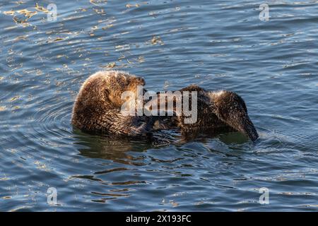 Großaufnahme des Seeotters (Enhydra lutris), der im Ozean schwimmt, in Morro Bay, Kalifornien. Stockfoto