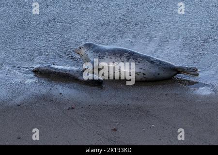 Seehunde (Phoca vitulina) am Strand. Mutter mit ihrer Flosse, die ihr totes Baby berührt. Monterey, Kalifornien. Stockfoto