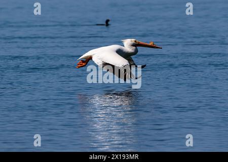 Amerikanischer weißer Pelikan (Pelecanus erythrorhynchos), der tief über blauem Wasser in Morro Bay, Kalifornien, fliegt. Die Flügel breiten sich aus, ihre Reflexion auf der Oberfläche. Stockfoto