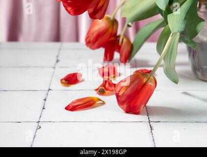 Die zarte Schönheit roter Tulpen mit zarten Blütenblättern, die sanft über eine weiß gekachelte Oberfläche gestreut sind, symbolisieren die Stärke und Anmut der Frauen, die auf dieser zelebriert werden Stockfoto