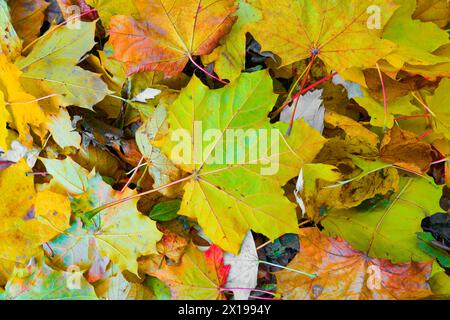 Blätter eines norwegischen Ahorns, Acer platanoides mit hellen Herbstfarben im Herbst Stockfoto