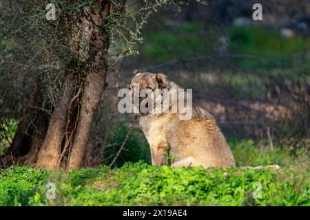 Ein Hirtenhund auf einer Kette auf einem Bauernhof in der Türkei Stockfoto