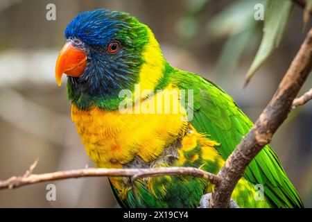 Marigold lorikeet (Trichoglossus capistratus) im Birmingham Zoo in Birmingham, Alabama. (USA) Stockfoto