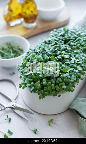 Microgreens von Radieschen im weißen Topf auf weißem hölzernem Hintergrund mit Schere. Zuhause Gemüse für Salat anbauen. Stockfoto