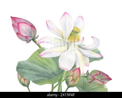 Lotusblüten mit grünen Blättern. Zart blühende asiatische Wasserlilie. Blumenstrauß mit weißen rosa Blüten, Knospen und Blatt. Aquarellblumen-Illustration Stockfoto