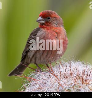 Hausfinke, männlich, auf einer Kaktuspflanze. Stanford, Santa Clara County, Kalifornien, USA. Stockfoto
